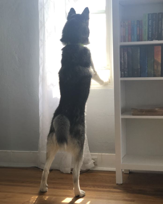 Husky looking out the window